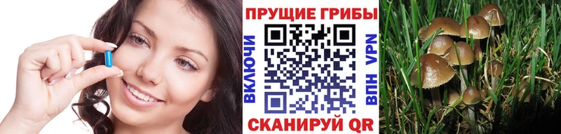 дарк нет наркотические препараты  Каргополь  Галлюциногенные грибы мухоморы 